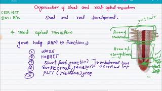 Organization of shoot and root apical meristem shoot and root development csir net development bio [upl. by Neilson]