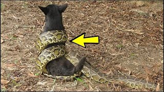 ¡La Serpiente Venenosa Retorció Al Perro ¡Pero Entonces Sucedió Lo Impensable [upl. by Annoeik]