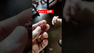 rudraksha 1mukhi rare rudraksha [upl. by Popelka]