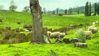 Sheep farming in New zealand 🥶☘️ [upl. by Ardnekat118]