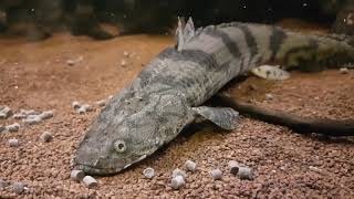 Bichir Polypterus Feeding Ornate Delhezi Ansorgii Weeksii Endlicheri quotTodziquot and more [upl. by Yelrebma965]