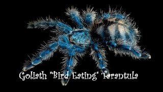 Goliath Bird Eating Tarantula [upl. by Rochester]