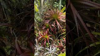 Bromeliads are Kinda Awesome and diverse [upl. by Neevan]