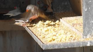 Zebra Finches Eating Egg [upl. by Gora]