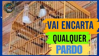 DICA QUE QUALQUER CRIADOR ENCARTA COLEIRO E PAPA CAPIM PARDO FORMA CERTA [upl. by Yud]