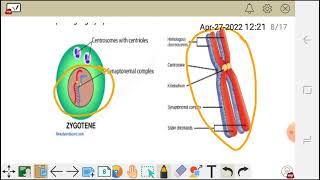 Cell division meiosis 1 prophase Ileptotene Zygotenepachytene diplotene and diakinesis [upl. by Tadeas]