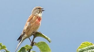 Bird Song  The Linnet [upl. by Nela]