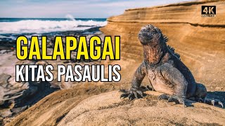 Kelionė į Galapagus 2 Iguanų prilindo į viešbutį Leidžiuosi į gilius ugnikalnio urvus [upl. by Orimisac]