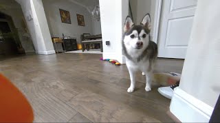 Mommy won’t give me a treat so I had to ask daddy while he was working pomsky puppy dogs doglove [upl. by Wellesley]