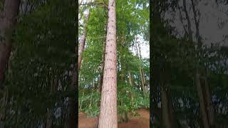 Tall Pine tree near Rivington lower barn UK wild nature countryside outdoors [upl. by Melita460]