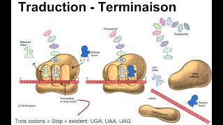 هآآم جدا Traduction terminaison [upl. by Enair]