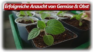 10 häufige Fehler der Jungpflanzen Anzucht vermeiden [upl. by Nahsrad13]