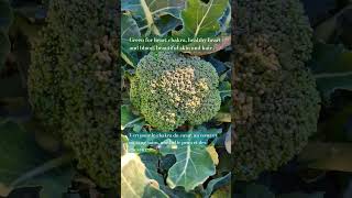 broccoli heartchakra healtyskin [upl. by Gurolinick192]