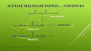 acetate malonate pathway [upl. by Ailecara]