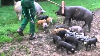 Tierischer Nachwuchs Ferkel bei der Baunataler Diakonie [upl. by Ingeberg778]