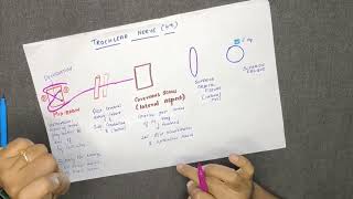 TROCHLEAR NERVECRANIAL NERVE IV  COURSE AND DISTRIBUTION DIAGRAM IN TAMIL [upl. by Aicilihp]