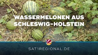 Heimischer Anbau Wassermelonen aus SchleswigHolstein [upl. by Rett440]