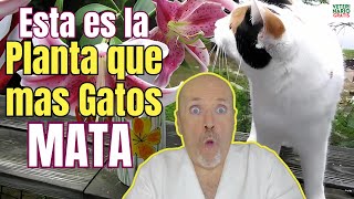 🆘 DE TODAS LAS PLANTAS TOXICAS PARA GATOS ESTA ES LA QUE MAS MATA 🆘 [upl. by Yllatan303]