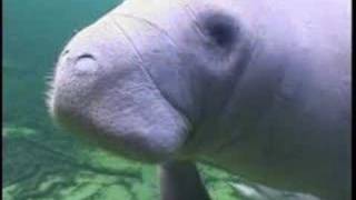 Jimmy Buffett save the manatee [upl. by Wieren639]