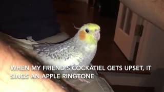 Cockatiel Sings iPhone Ringtone [upl. by Ahsienad6]