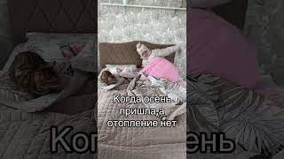 Отопление не пришлопоэтому «Е» на конце 😊кудинынавсюголову танькакрасавица рекомендации рек [upl. by Ellezig]