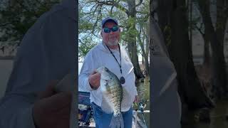 Reelfoot Lake Crappie Fishing in the Cypress Trees fishing crappie bigcrappie fish outdoors [upl. by Yasdnyl]