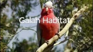 Galah Habitat birds birdspecies birdslover birdslife [upl. by Lrub]