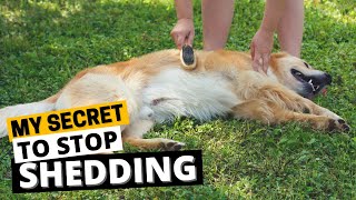 7 Tips to Manage Golden Retriever Shedding [upl. by Ainalem827]