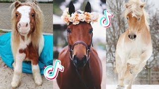 1 HOUR Of Reletable HORSE TikTok Compilation 150 [upl. by Goddord]