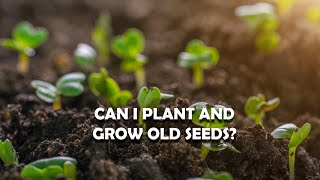 Can I Plant Old Seeds  How long can I keep seeds [upl. by Anirahc397]