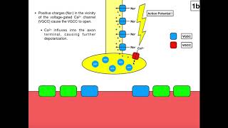 Events of ExcitationContraction Coupling Part 1 [upl. by Dej]