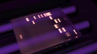 Agarose Gel Electrophoresis AGE  Lab Demo  Tamil  DNA  Microbiology  ThiNK VISION [upl. by Jakoba857]