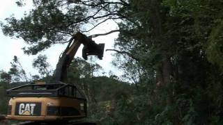 Camphor Laurel Removal and Tree Removal [upl. by Davey501]