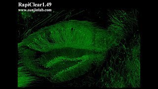 Mouse Hippocampus in 3D [upl. by Enelyad608]