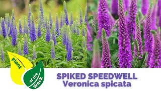 SPIKED SPEEDWELL  Veronica spicata  Perennials  🪴 Plant of the Week [upl. by Evaleen]