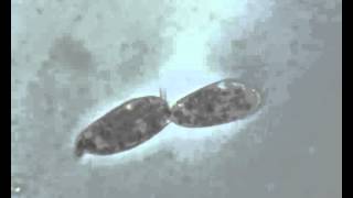 Paramecium in scissione [upl. by Abbot]