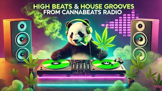 udiocom  Illuminate the Night  Cannabis Beats Hard House Big Beats 420 Music Stoner Beats [upl. by Annahsad]