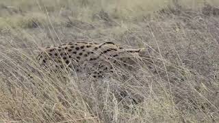 Serval cat hunting [upl. by Amado567]