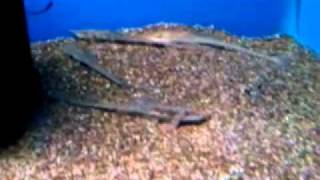 Sturisoma barbatum  Long Nose Whiptail Catfish [upl. by Fiona307]