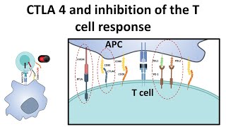 CTLA4 and attenuation of T cell response [upl. by Ainival]