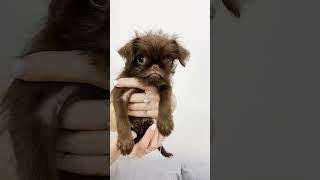 This is how the Brussels griffon looks like shortsbrusselsgriffongriffonspuppylifegriffonpuppy [upl. by Anaile]