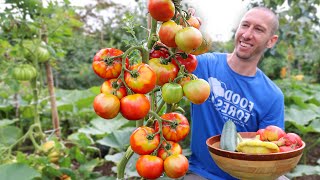 This Technique Forces Tomatoes to Produce Earlier Ripen Faster and Never Stop Fruiting [upl. by Elwina]