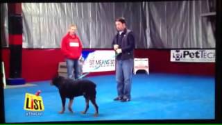 Paul Pollock Holiday Dog Training Tips on quotThe Listquot TV show [upl. by Calli]