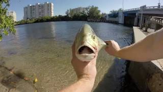 Boca Raton FL Intracoastal Fishing [upl. by Dorey893]