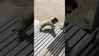 Leonberger puppy seeing rain for the first time puppy leonberger dog cute cutedog [upl. by Small979]