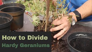 EP176  How to divide hardy geranium plants [upl. by Aldora]