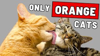 What Makes Orange Cats So Special [upl. by Nairrad]