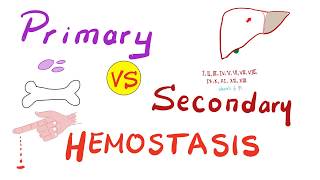 Primary vs Secondary Hemostasis  Blood Clotting Coagulation  Hematology [upl. by Aeret]