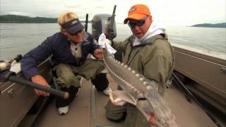 Sturgeon Fishing the Columbia River in Astoria Oregon [upl. by Nerac714]