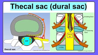 thecal sac [upl. by Annora962]